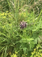 Allium
