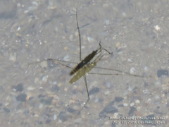 Aquarius paludum paludum