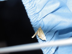 Eulithis diversilineata