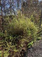 Echinochloa pyramidalis