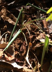 Stachyphrynium spicatum