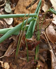 Stachyphrynium spicatum