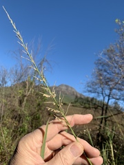 Echinochloa pyramidalis