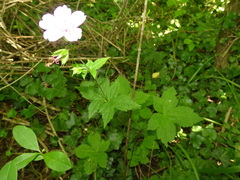 Geranium nodosum