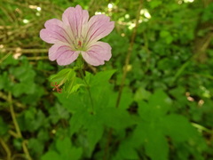 Geranium nodosum