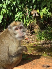 Macaca fascicularis