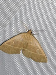 Trisateles emortualis