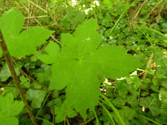 Geranium nodosum