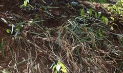 Stachyphrynium spicatum