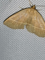 Trisateles emortualis