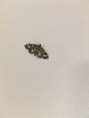 Anania coronata
