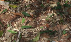 Stachyphrynium spicatum