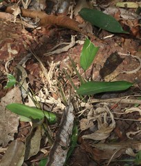 Stachyphrynium spicatum