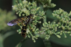 Xanthocampsomeris fulvohirta