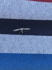 Pterophorus pentadactyla