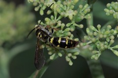 Xanthocampsomeris fulvohirta