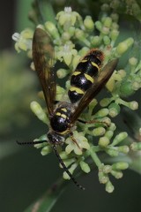 Xanthocampsomeris fulvohirta