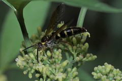 Xanthocampsomeris fulvohirta