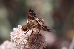 Thyridanthrax nugator