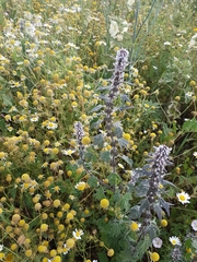 Leonurus quinquelobatus