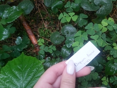 Phaeoclavulina eumorpha