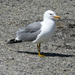 California Gull - Photo (c) docentjoyce, some rights reserved (CC BY)