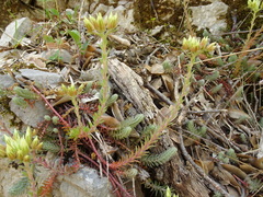 Pale Stonecrop (Petrosedum ochroleucum)