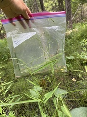 Sphenopholis intermedia