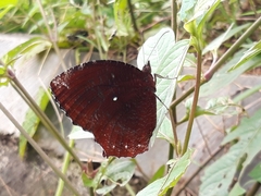 Elymnias hypermnestra