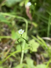 Drosera rotundifolia