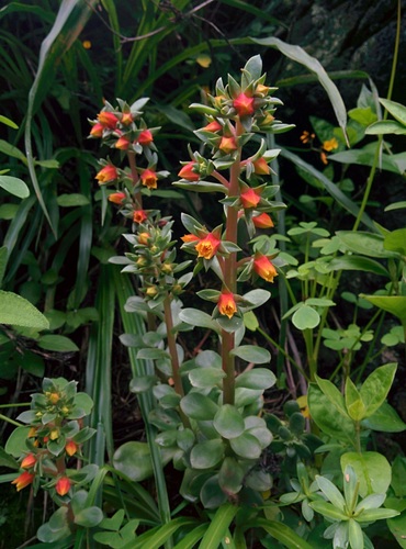 Echeveria quitensis