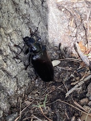 Archodontes melanopus