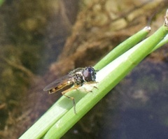 Pyrophaena granditarsis