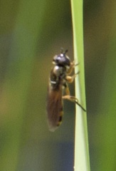 Pyrophaena granditarsis