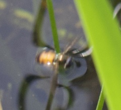 Pyrophaena granditarsis