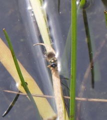 Pyrophaena granditarsis