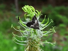 Udea hamalis