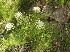 Laserpitium gallicum