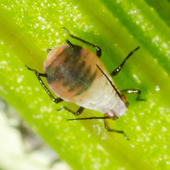Metopeurum