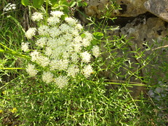 Laserpitium gallicum