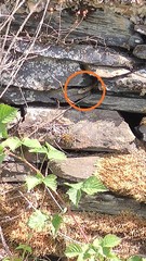 Coronella austriaca austriaca