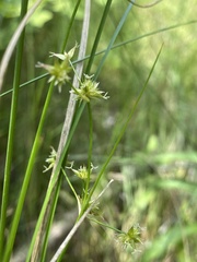 Juncus nodosus