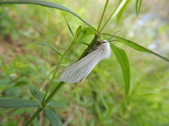 Spilosoma urticae