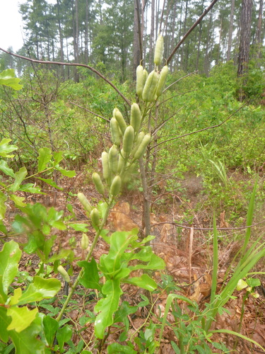 Image of Spiked Wild Indigo (Baptisia albescens) by no rights reserved
