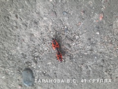 Pyrrhocoris apterus