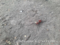 Pyrrhocoris apterus