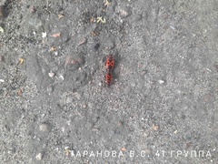 Pyrrhocoris apterus