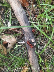 Pyrrhocoris apterus