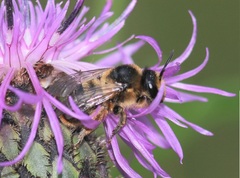 Melitta haemorrhoidalis