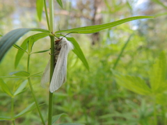 Spilosoma urticae